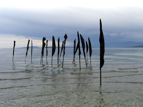 "`Memoriam 4" photograph
