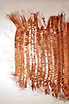 Potential detail - by Kelly Gough click to enlarge